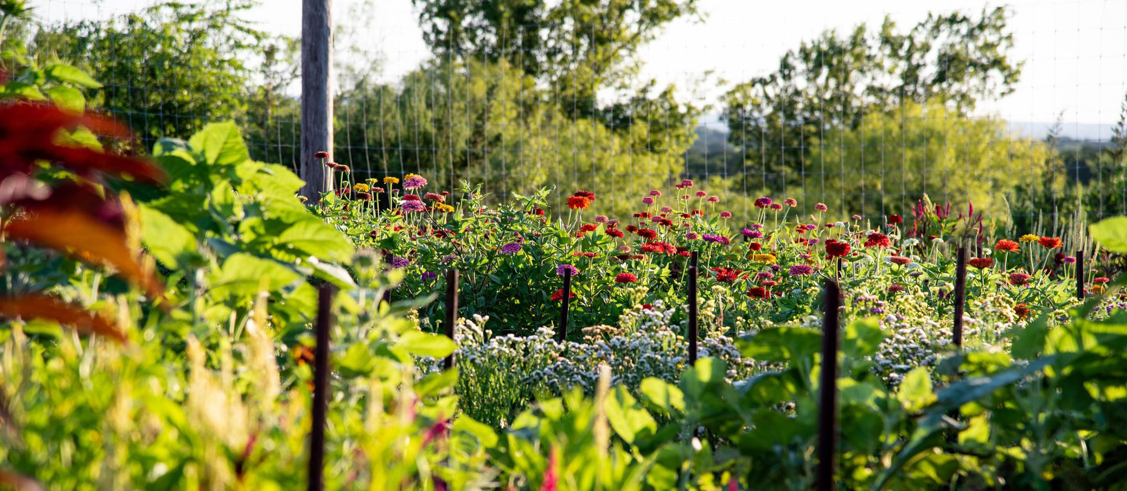 Wildflowers in a field tall and green.